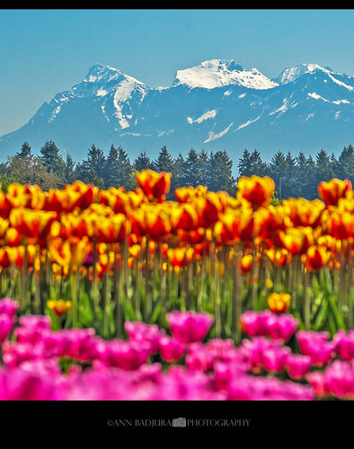 chilliwack britishcolumbia canada vancouver fraservalley tulips tulipfield tulipfestival tulipsofthevalley bc miss604 604now 24hrvancouver vancitybuzz colourfulvancouver insidevancouver spring westcoast colours photonewsgallery photography ctvphotos annbadjura georgiastraight pnw pacificnorthwest mountains scenery nature landscape