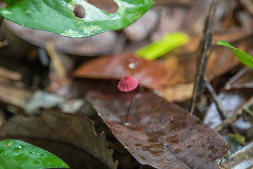 fungus fungi mushroom leaf decomposer sumur banten indonesia