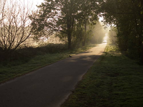 tilburg noord brabant netherlands holland nederland road path weg straat sunrise zonsopgang fog mist