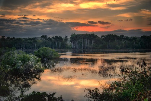 sunrise cuba cienfuegos water swamp palmtree
