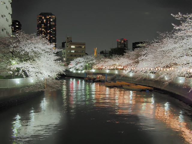 Cherry blossoms (sakura) at Oyokogawa,  Kurofunebashi bridge, monzen nakacho