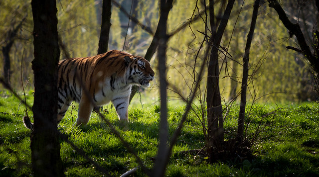 Amur tiger (Panthera tigris)