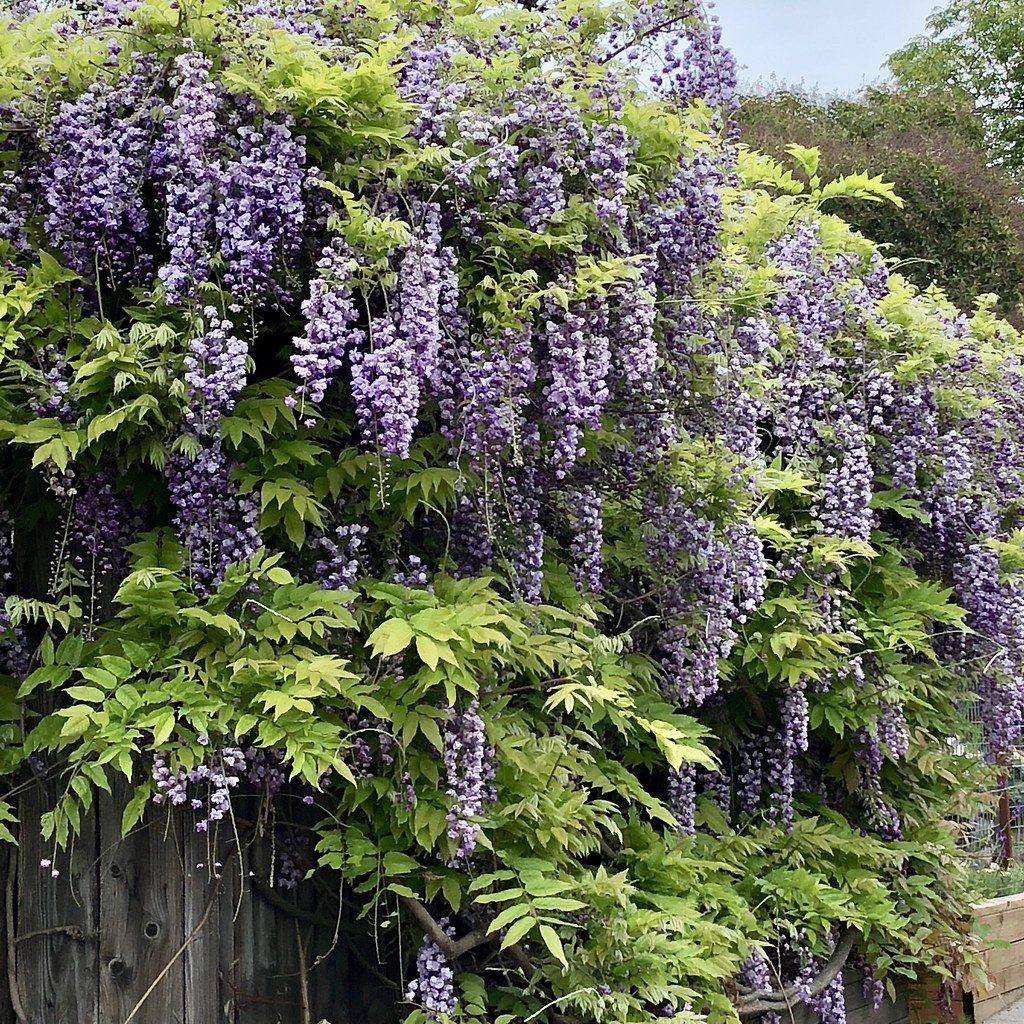 Wisteria | In full flower in Berkeley these days :-) While t… | Flickr