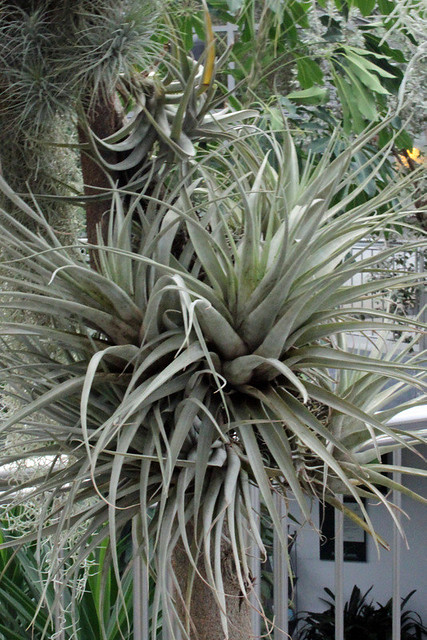 Tillandsia fasciculata Sw. - Palmengarten der Stadt Frankfurt am Main