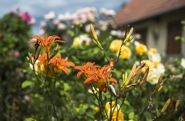 Alsace fleurie, dans un village près de Strasbourg. Hémérocalle