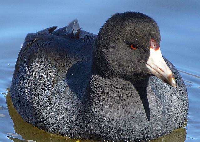 American Coot