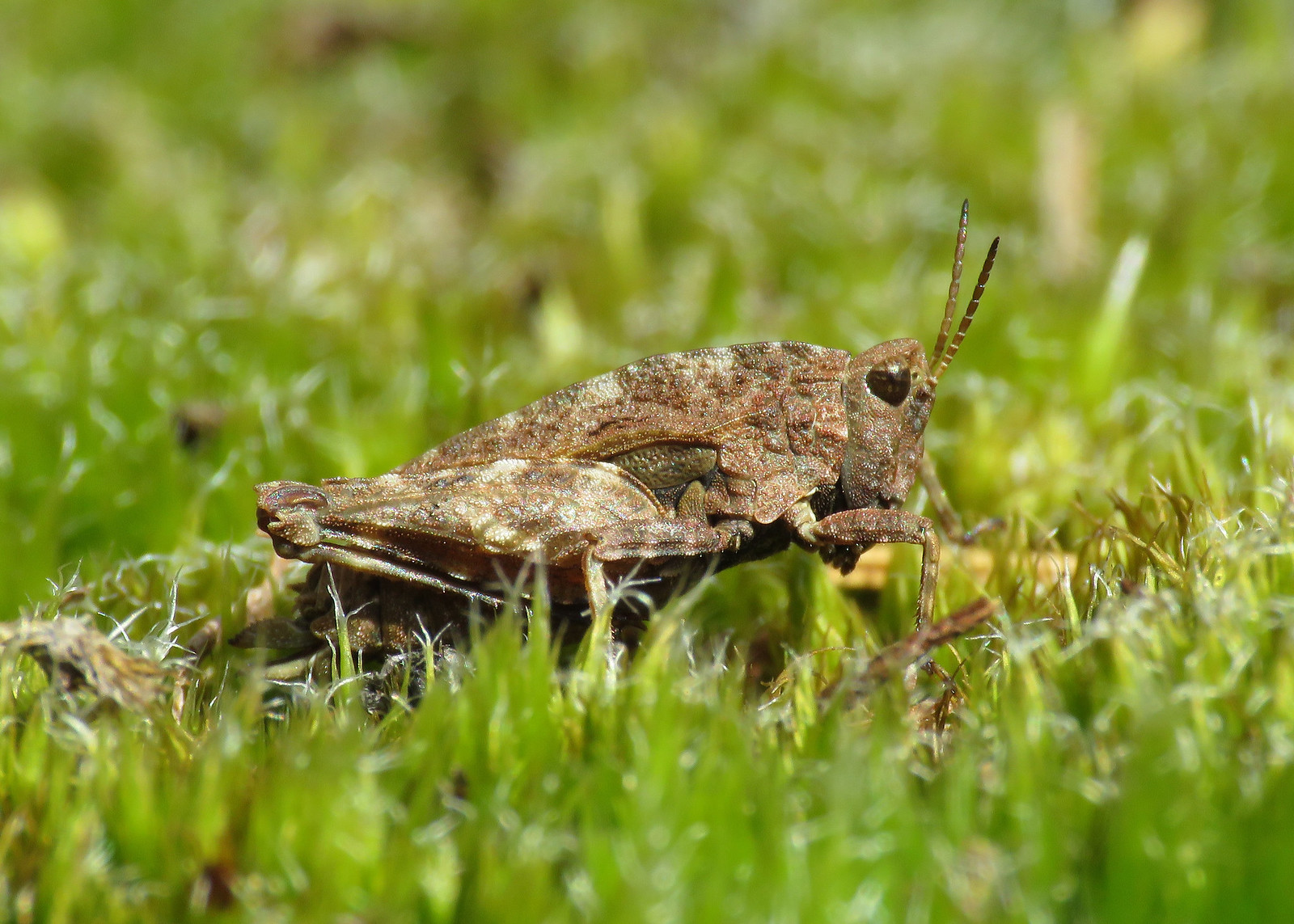 Common Groundhopper - Tetrix undulata