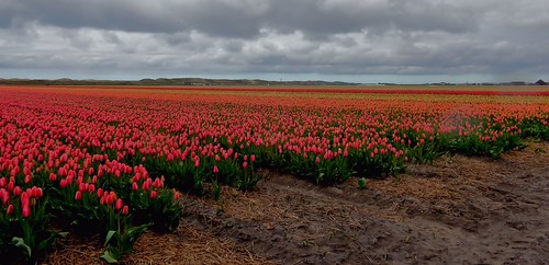 holland netherlands clouds spring tulips nederland wolken lente vuurtoren noordholland tulpen tulipes voorjaar bollenveld langejaap zijpe northholland grootekeeten bloeiendzijpe zeeduinen bulbsfield vuurtorenlangejaap bloeiendzijpe2015