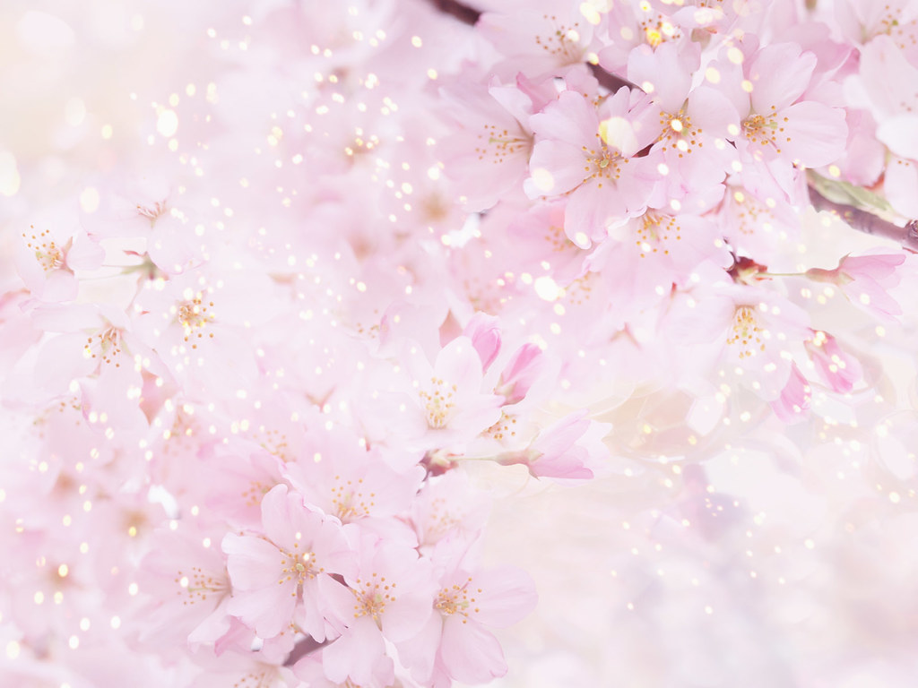 Anime Cherry Blossoms Wallpaper Cool Free | Anime Cherry Blo… | Flickr
