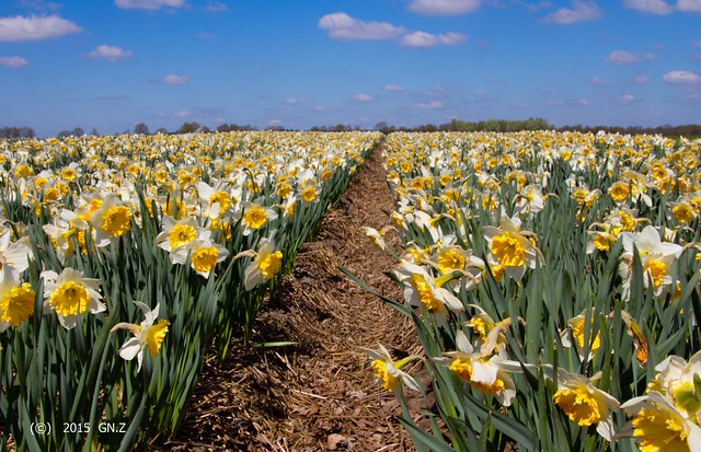 Daffodils flower fields