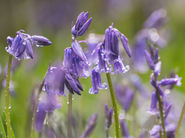 Patching Bluebells (49)