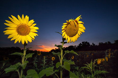 mckeebesherswildlifemanagementarea sunflowers canon5dmkii night ngc blue sunset hour sky nature flowers samyang 14mm
