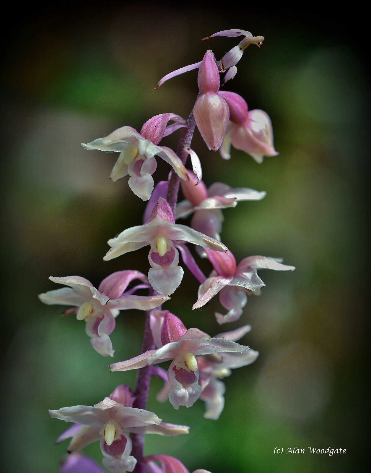 Beautiful flowers | Flickr
