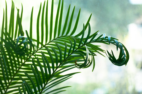 Curling Ferns Tips | by Orbmiser