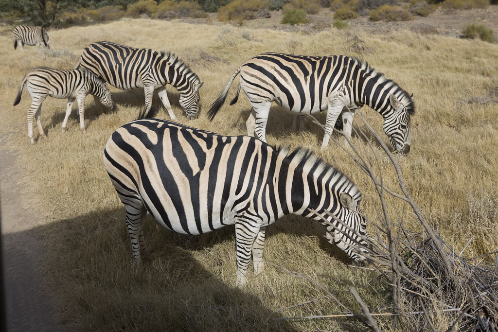 Pregnant female Zebra