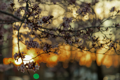 sunset color luz sol de flor almond puesta almendro