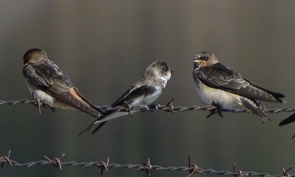 Bank Swallow--Riparia riparia | The Bank Swallow and juvenil… | Flickr
