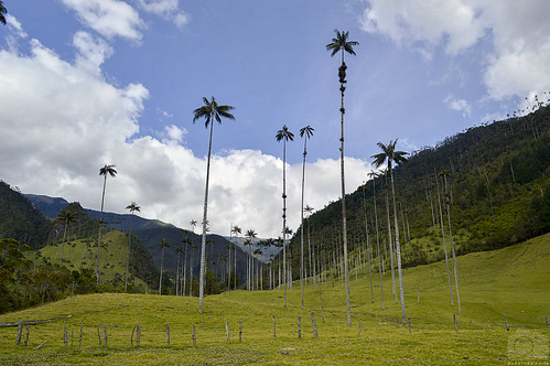 colombia quindío valledelcocora colores cálido cielos naturaleza nubes palma vida vegetal