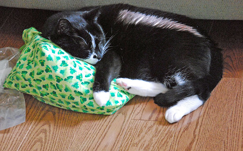 A black & white domestic short hair cat lies in a ray of sunshine on oak flooring with a green knitting bag made by By Needle & Thread.  The bag has an all-over frog design.