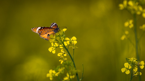 pakistan nature butterfly naturallight mustard punjab naturephotography mustardflower plaintiger naturebeauty sadiqabad canonef400mmf56lusm plaintigerbutterfly canoneos1dmarkiv awaismustafa awaism