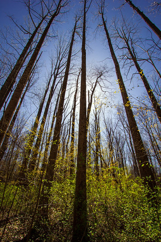 trees nature landscape spring hiking indiana mccormickscreekstatepark