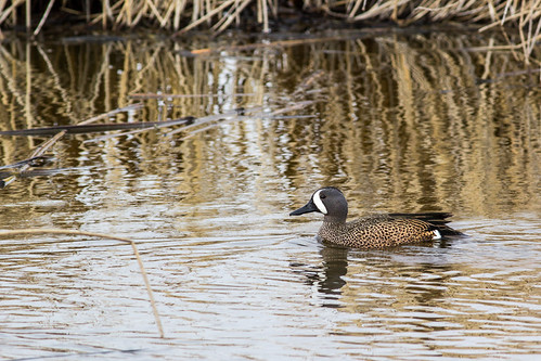 Blue wing teal | by begineerphotos