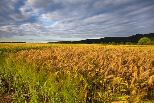 Ripening grain fields and dense clouds by tomaskriz1, Ripening grain fields and dense clouds. Moravian landscape Sudice.dense ripening grain moravian tree