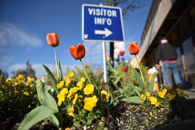Outside the Skagit Valley Tulip Festival Office in downtown Mt. Vernon - Carey #psefarms