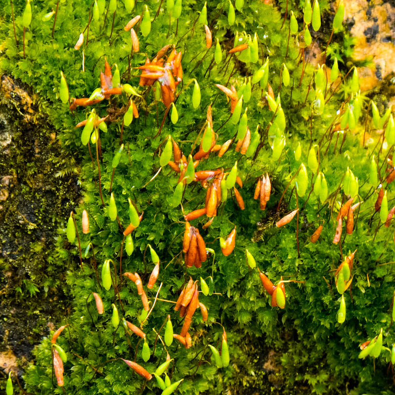 Greens with a dash of red: moss