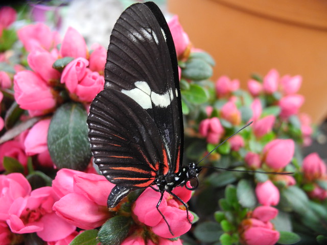 Lady butterfly