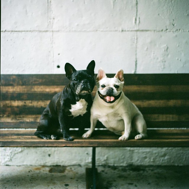 @danielkrieger thanks for the awesome 2.25 x 2.25 film portrait of our mascots made with your #hasselblad