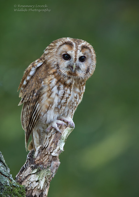 Tawny Owl-Strix aluco