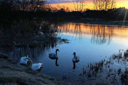 reflection sunrise river swan sonnenaufgang flod silkeborg spejling solopgang svane gudenå søhøjlandet guden resenbro