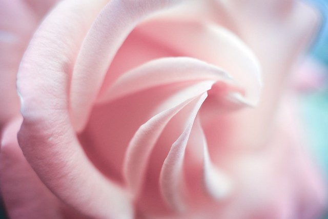 Pink {Flor}