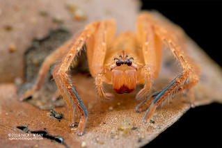 Huntsman spider (Gnathopalystes sp.) - DSC_9063