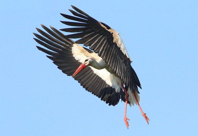 Peek-A-Boo Stork