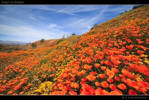 A day with Flowers! by Mohanram Sathyanarayanan, 
A small hill somewhere near Antelope Valley, CA in quest of brilliant wild poppy flowers. This was 