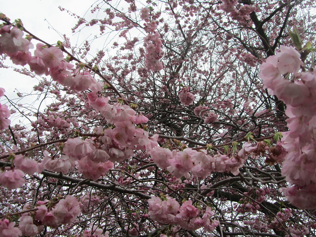 UK - London - Lambeth - Lambeth Palace - Garden - Cherry blossom