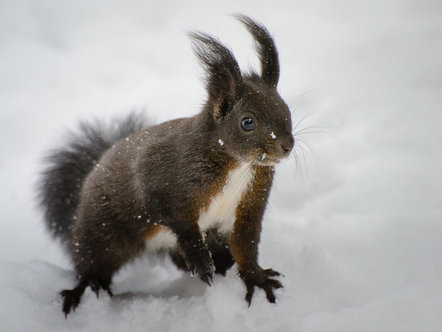 Squirrel in Davos