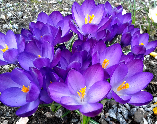 20150407_Crocus in the shade