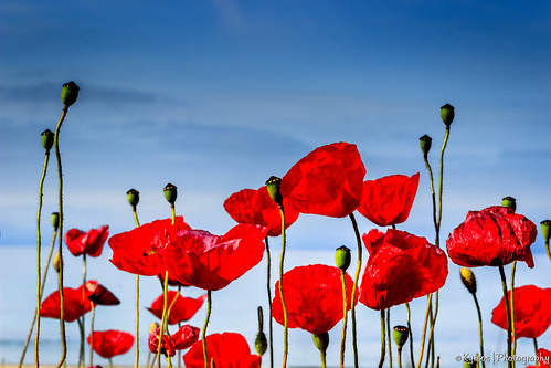 flowers blue red sky plant flower green nature grass petals spring colorful day blossom outdoor first greece macedonia smell poppy poppies bloom botanic bouquet equinox splendid ilobsterit