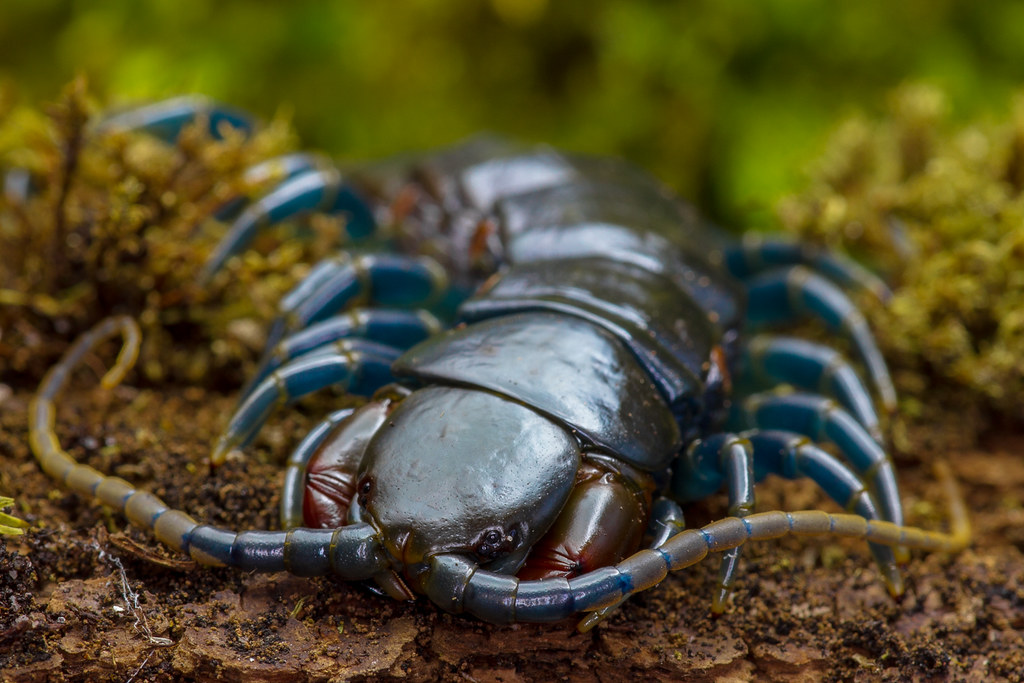 Blue Leg Centipede (Ethmostigmus trigonopodus)