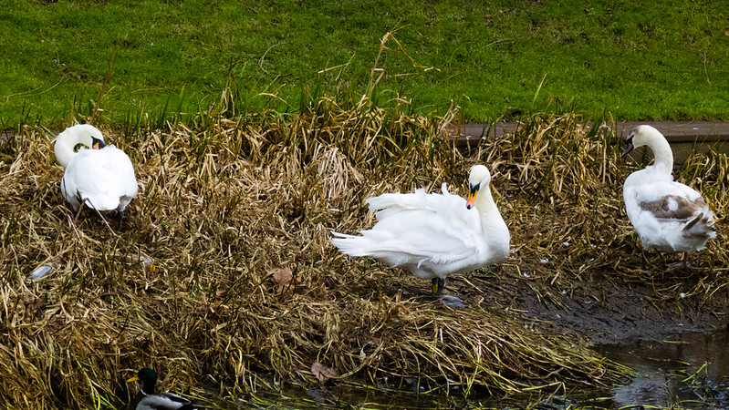 Swans on flattened reeds