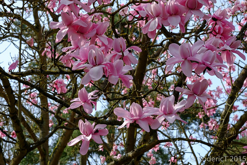 20150410-DSCF3302 Magnoliua Blossom Hidcote Garden Glouces… | Flickr