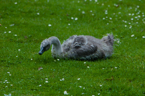 West Park swan family, feeding on grass