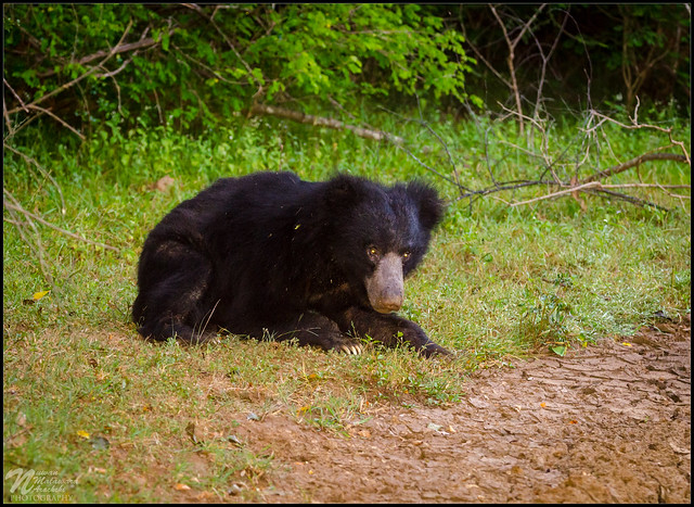Sri Lankan sloth bear, Yala NP, Sri Lanka