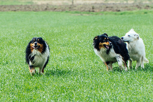 Running Dogs