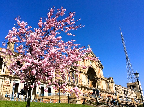 Alexandra Palace Cherry Blossom 2015 | by Fran Pickering
