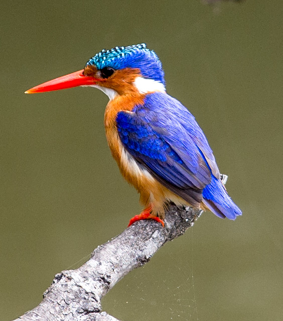 Malachite Kingfisher  (Alcedo cristata) Hauben-Zwergfischer oder Malachit-Eisvogel