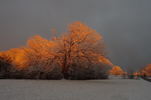 trees light sunset sunlight snow cold beautiful warm glow pentax near glowing f8 15mm k5ii